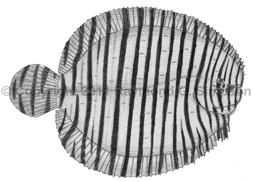 Western Atlantic Fish // Gymnachirus texae