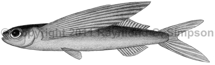Western Atlantic Fish // Exocoetus obtusirostris