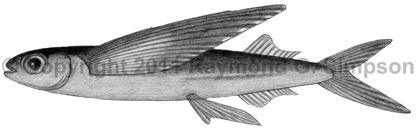 Western Atlantic Fish // Hirundichthys affinis