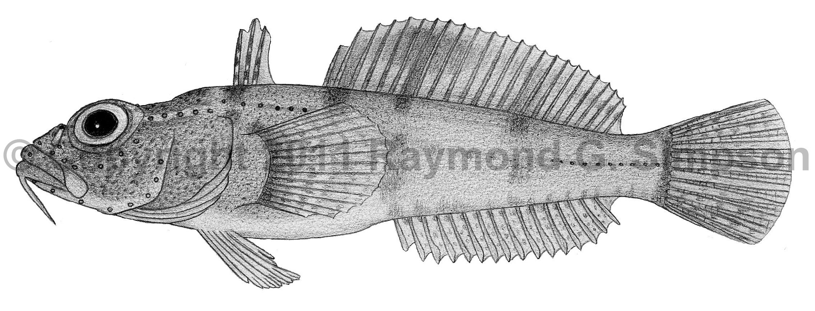 Reticulate Sculpin
