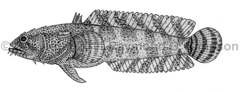 oyster toadfish drawing